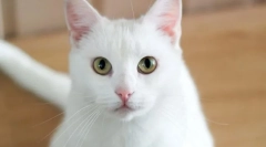 Як називати дівчину кішки?